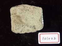 有孔蟲化石(牙蟲)藏品圖，第3張